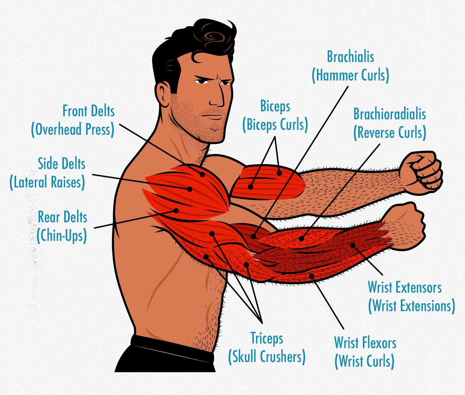 arm-muscle-anatomy-for-bodybuilding-1