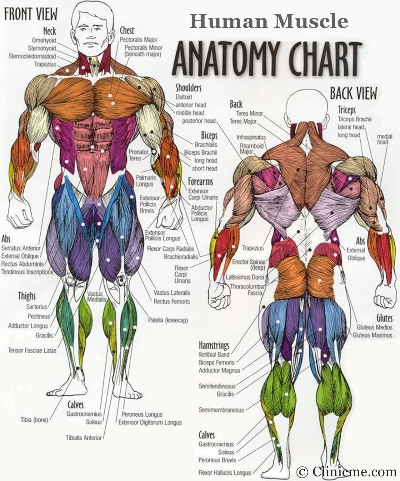muscle-groups-diagram-anatomy-body